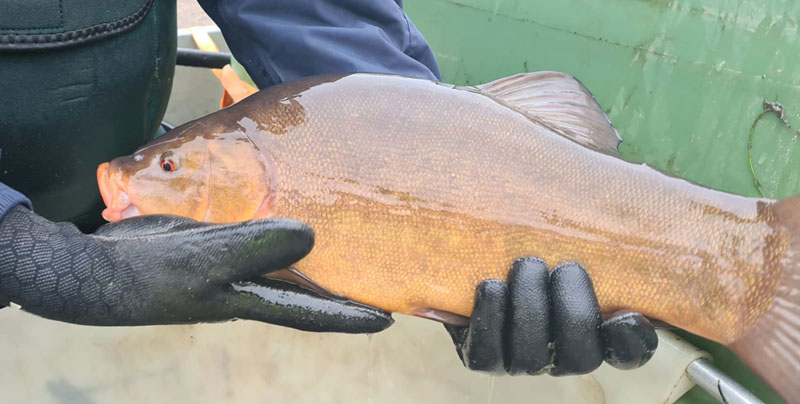 New Stock in Old Barlows